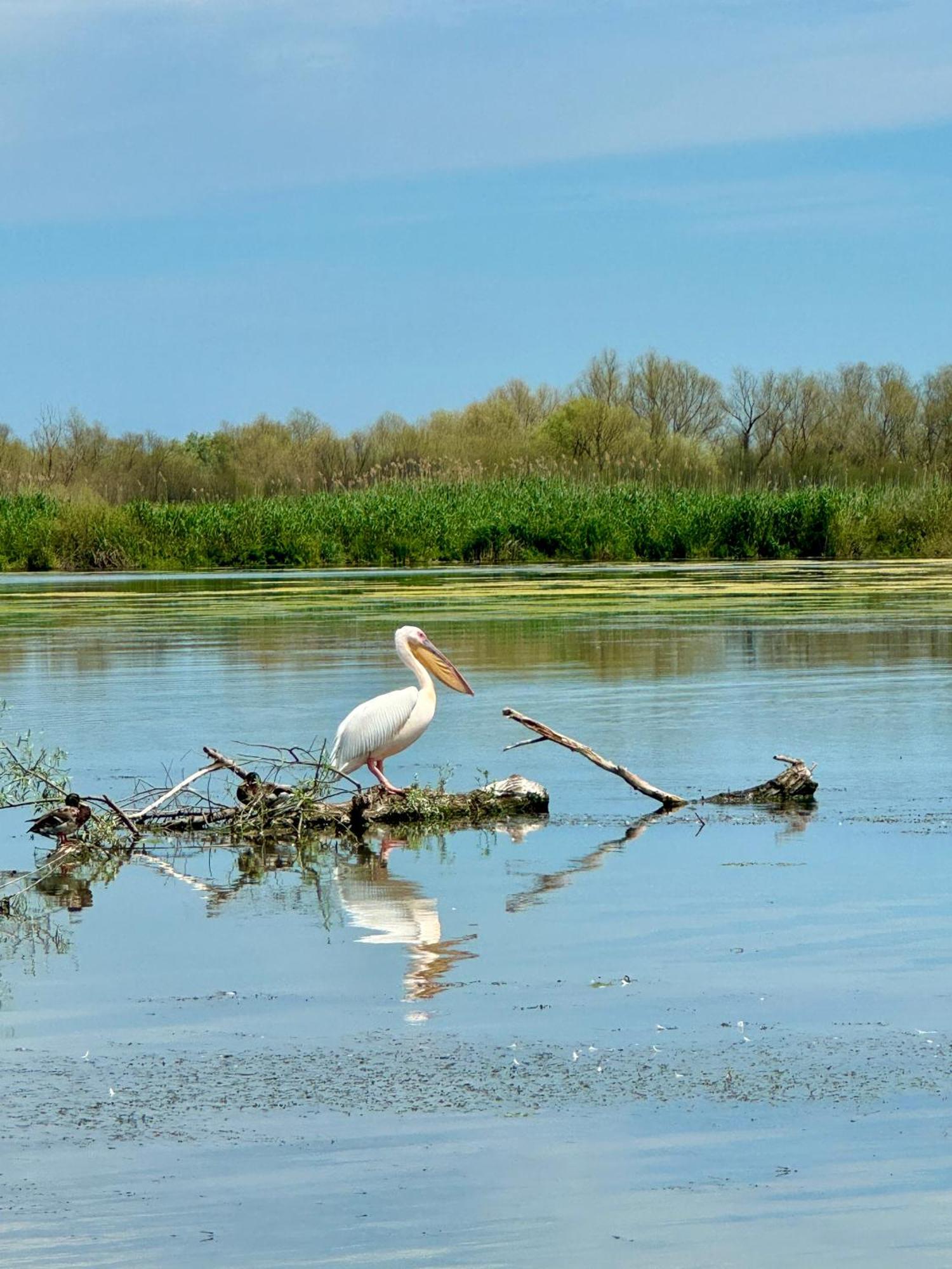 Danube Delta View Ξενοδοχείο Dunavăţu de Jos Εξωτερικό φωτογραφία